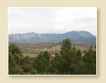 Juniper woodlands in Pinion Hills